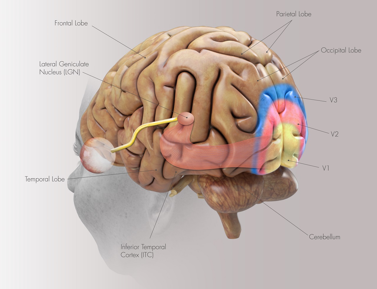 Primary Visual Cortex Model Anatomy Of The Human Visual Pathway FXSE